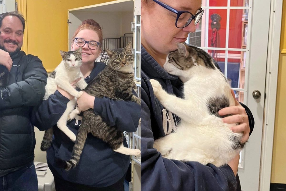 Couple Drove to Shelter for One Cat but Ended Up Being Persuaded by Two More from the Same Room