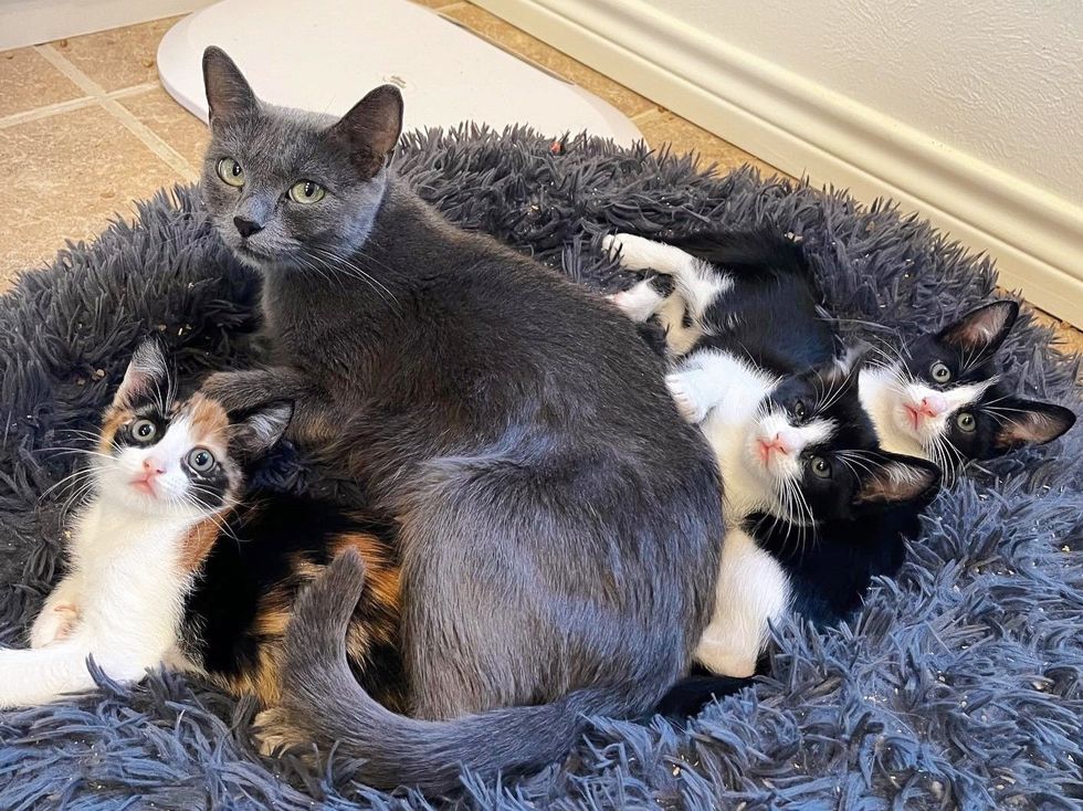 cat mom kittens snuggles