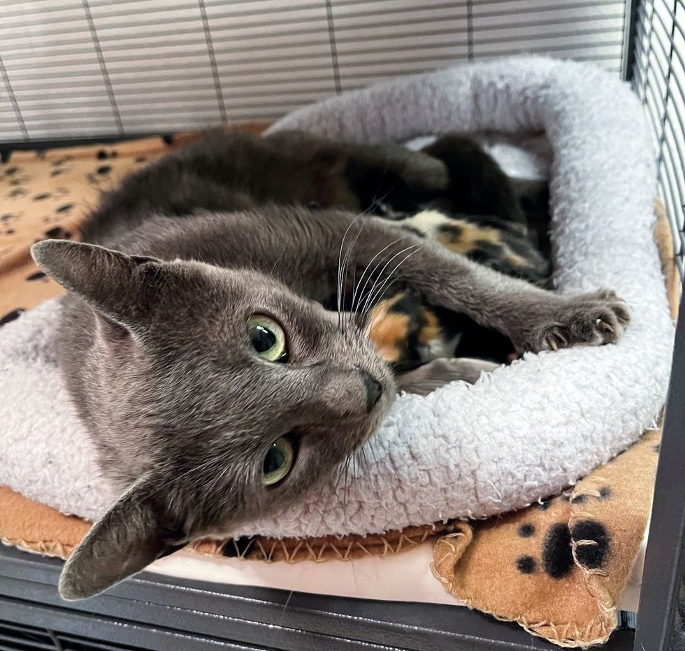 gray cat mother nursing kittens