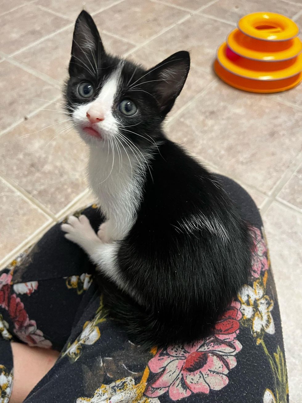 lap kitten tuxedo cat