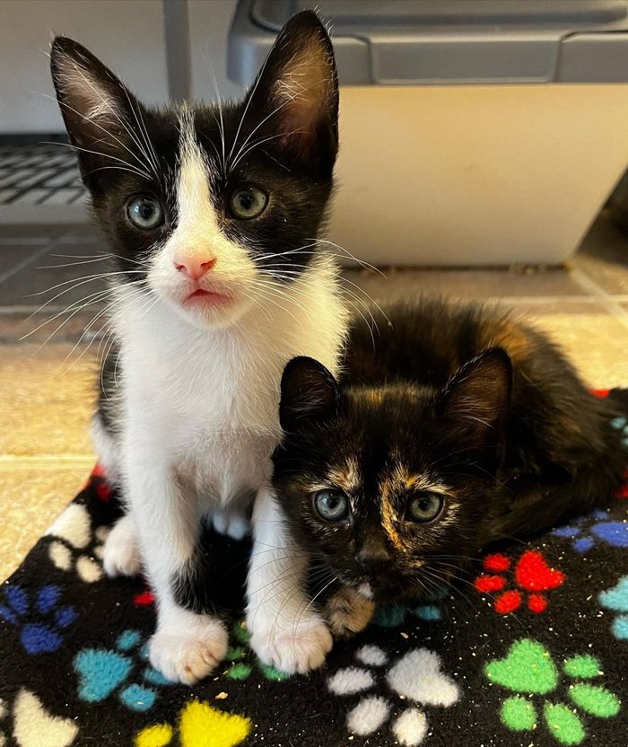 kittens cute tortie