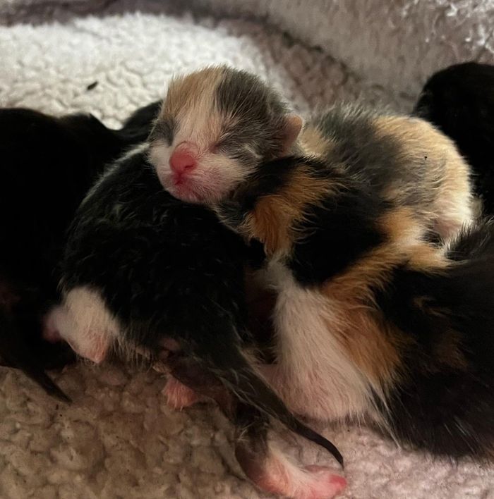 newborn kittens calico