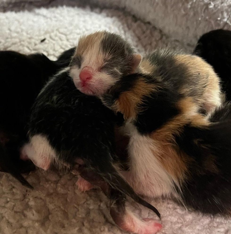 newborn kittens calico