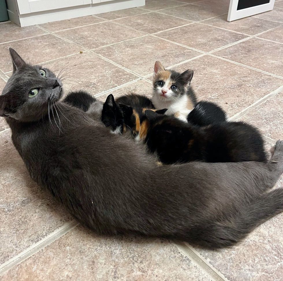 cat nursing kittens sweet