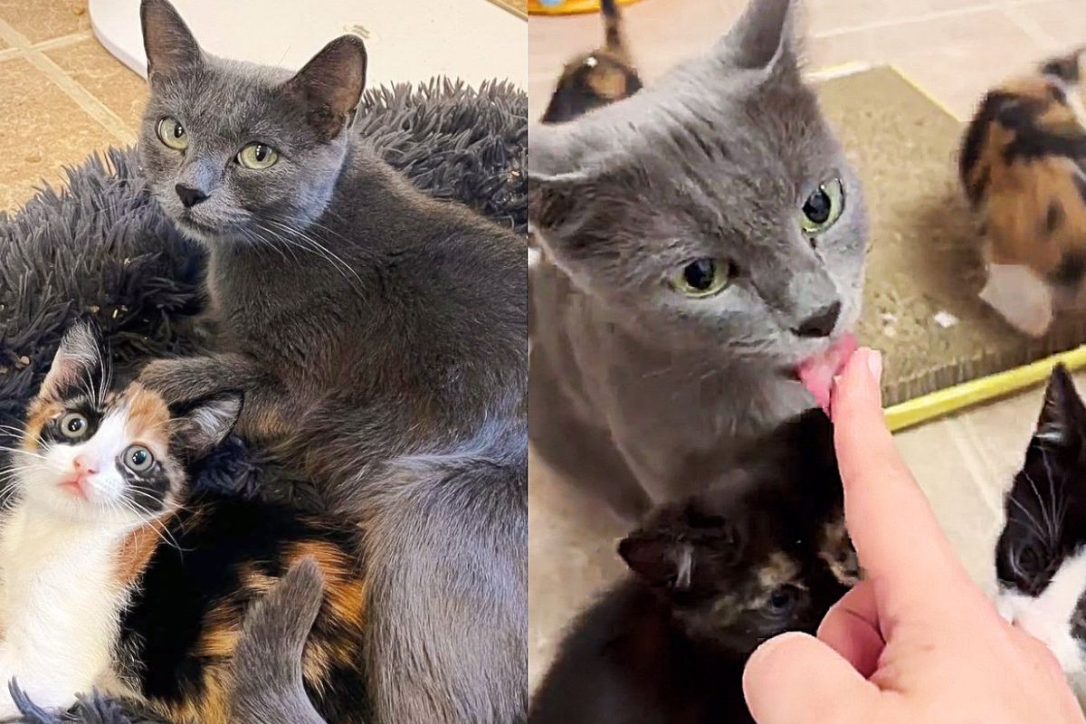 Cat Wandered to a House, Before Homeowners Could Get Her Help They Found Five Kittens on Their Porch
