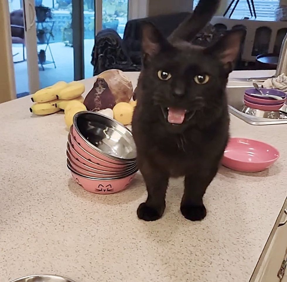 hungry cat counter