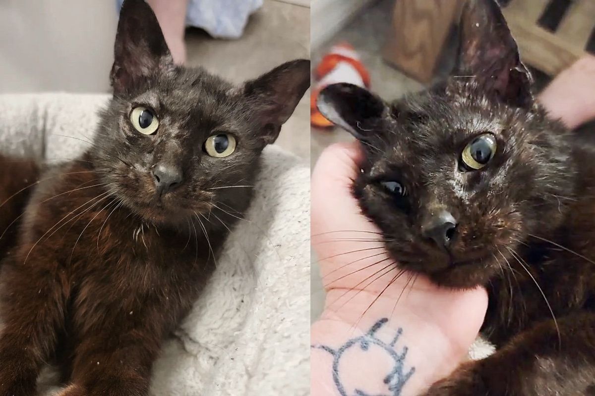Cat Found in Neighborhood One Week Before Valentine's Day, Now Looks Like a Different Cat a Year Later