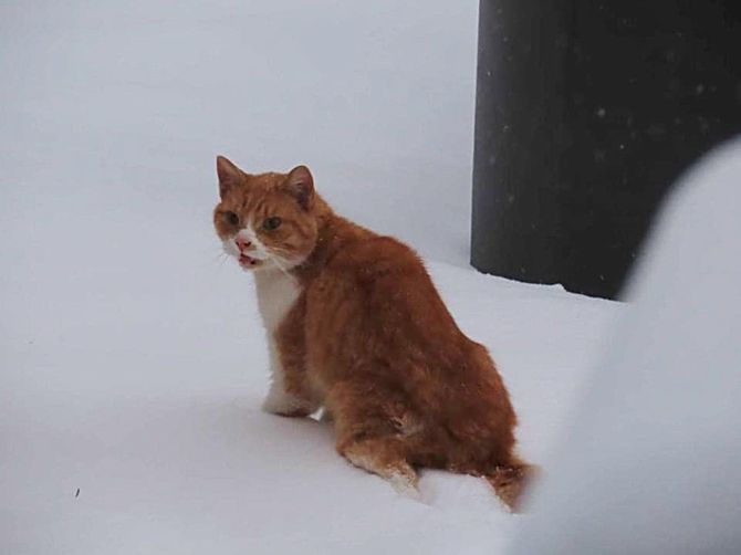 cat stray snow