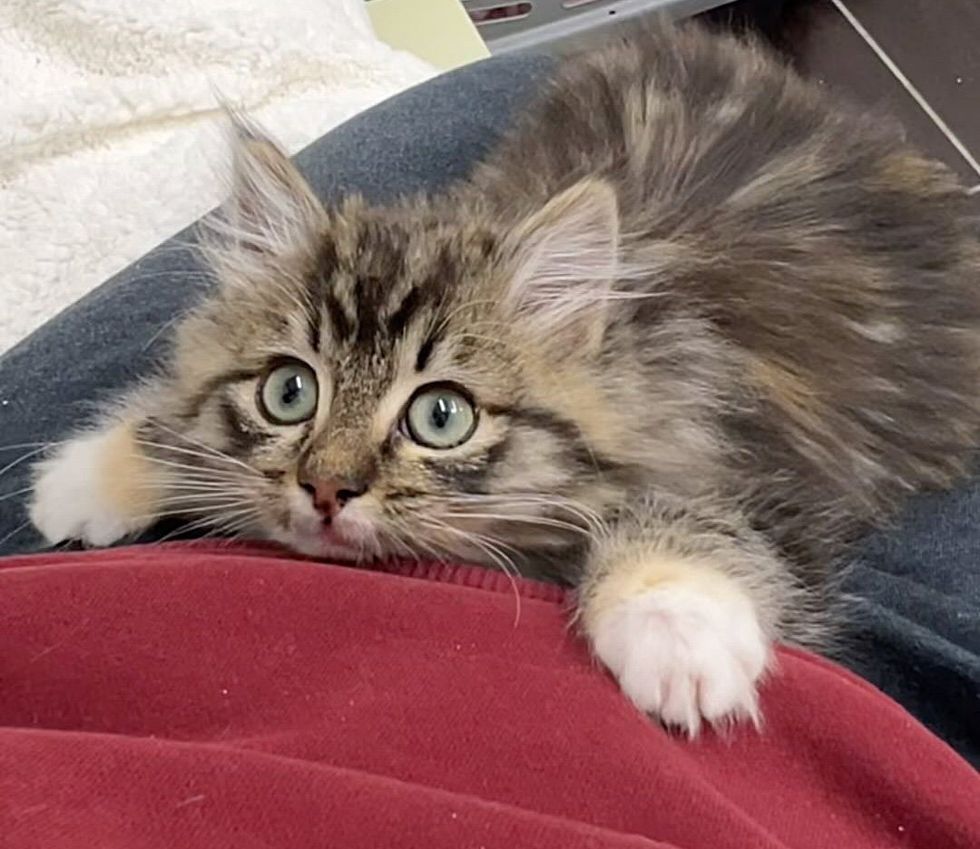 cute fluffy kitten lap cat