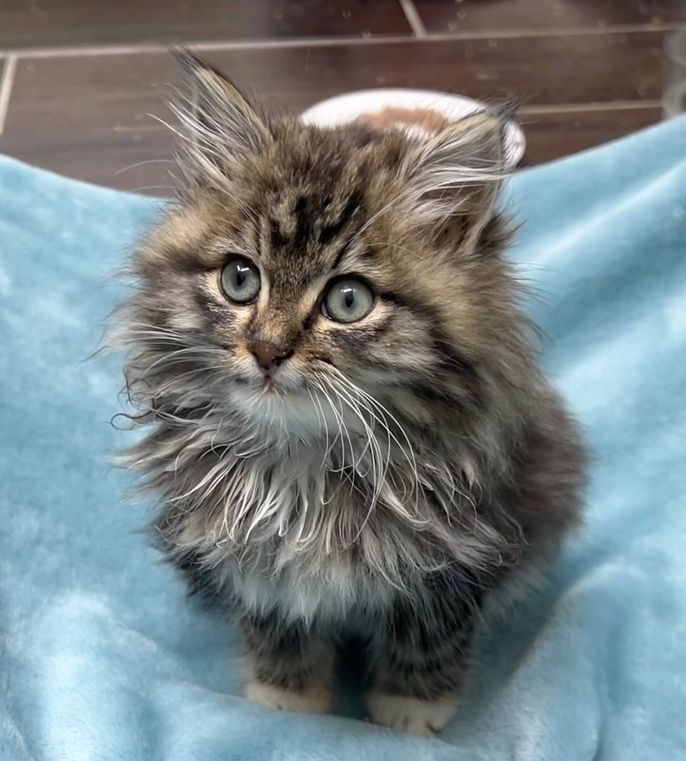 fluffy tabby kitten