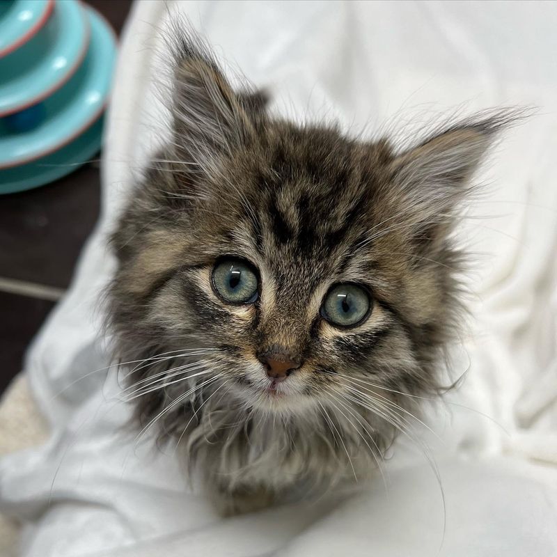 fluffy tabby kitten sweet