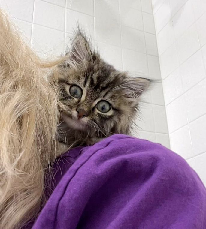 shoulder kitten fluffy