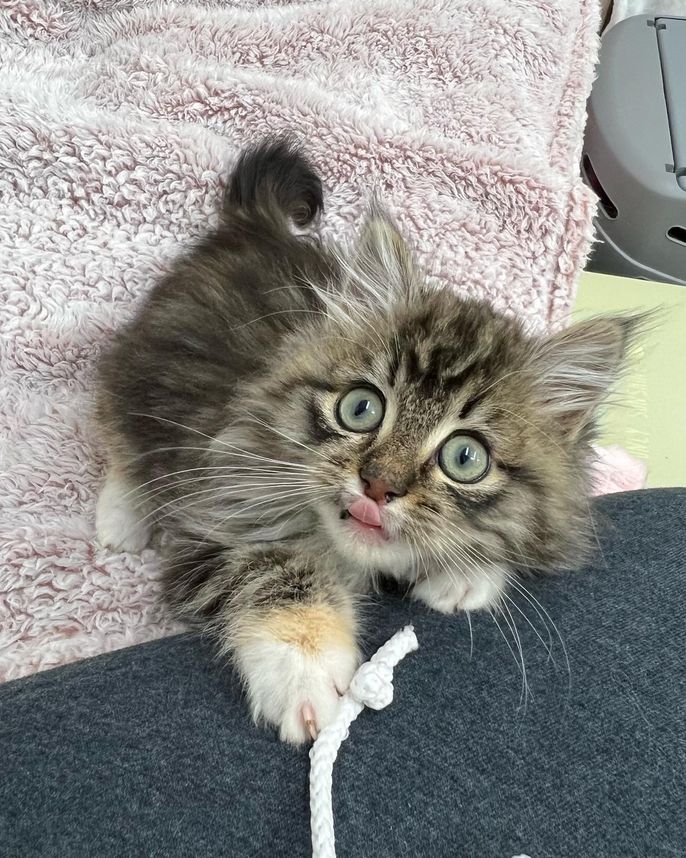 playful fluffy kitten