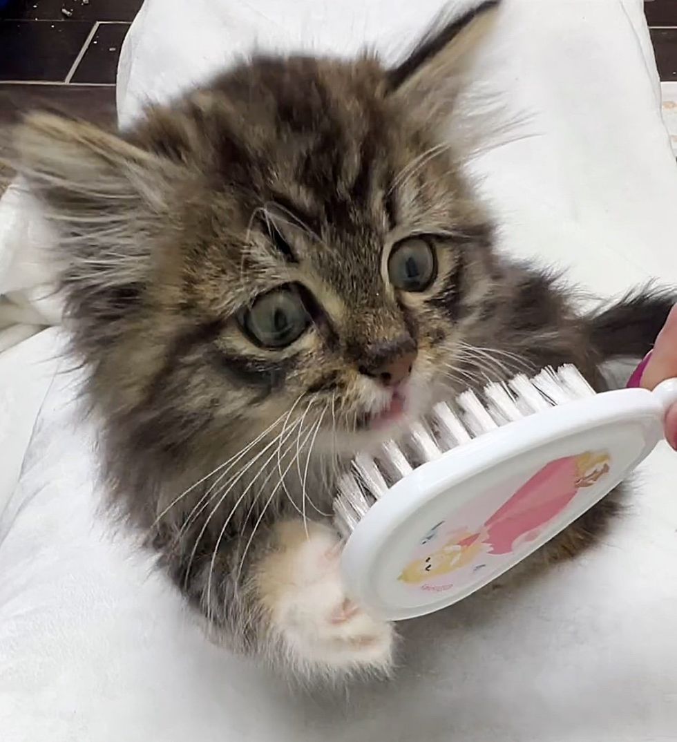 kitten playful brush