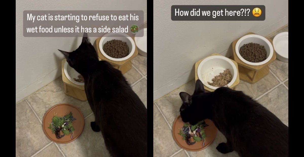 Cat not finishing food best sale