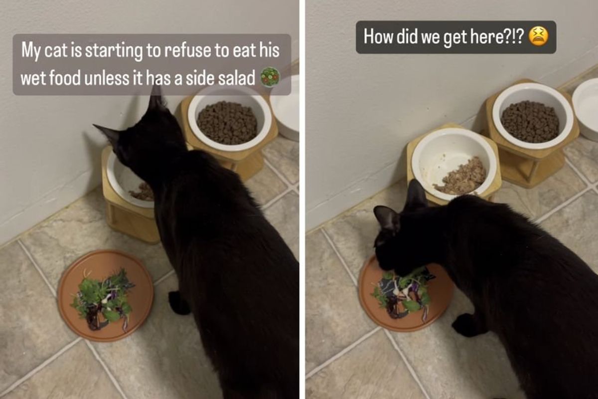 cat eating food and salad