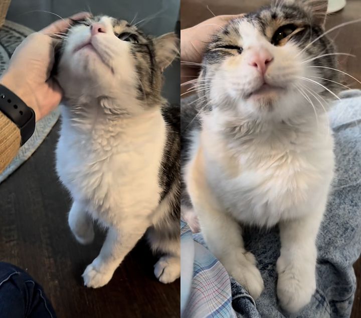 happy snuggly cat