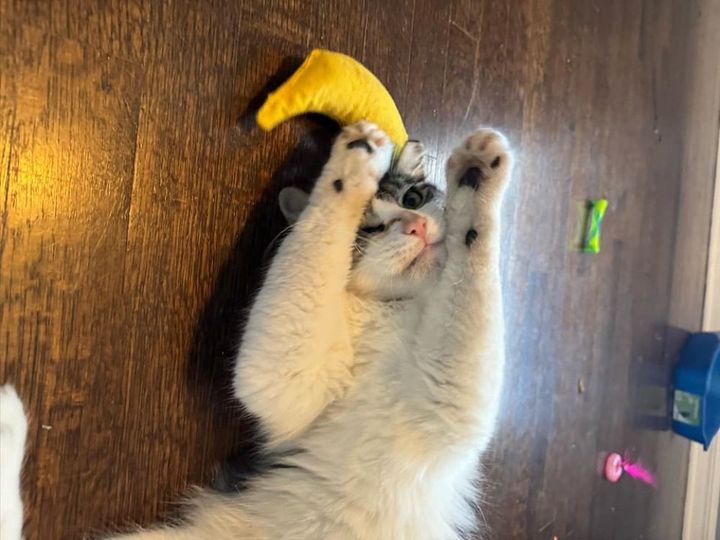 playful cat cute
