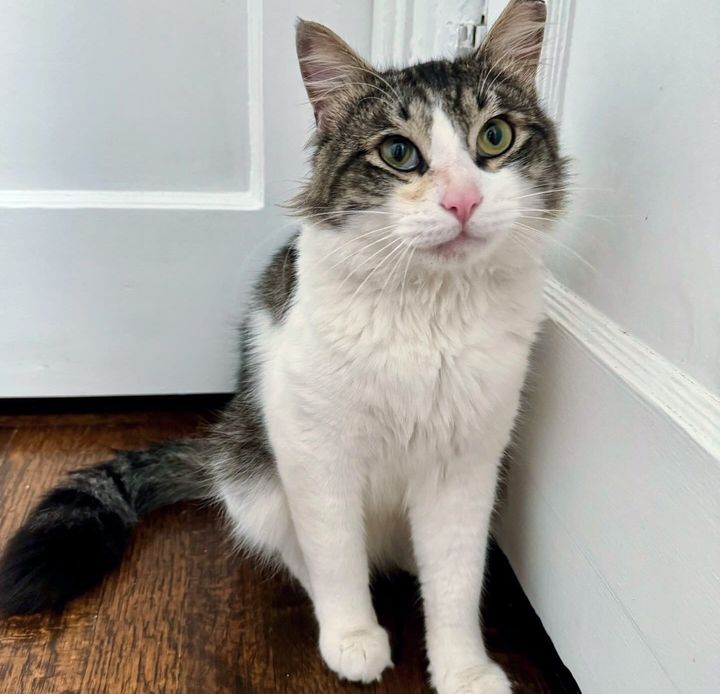 sweet cat happy