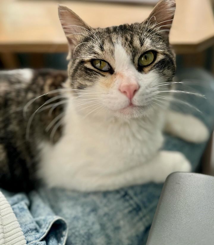 happy lap cat