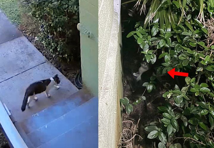 stray cat bushes