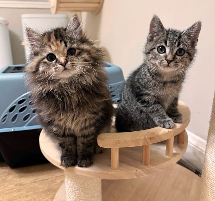 fluffy tabby kittens