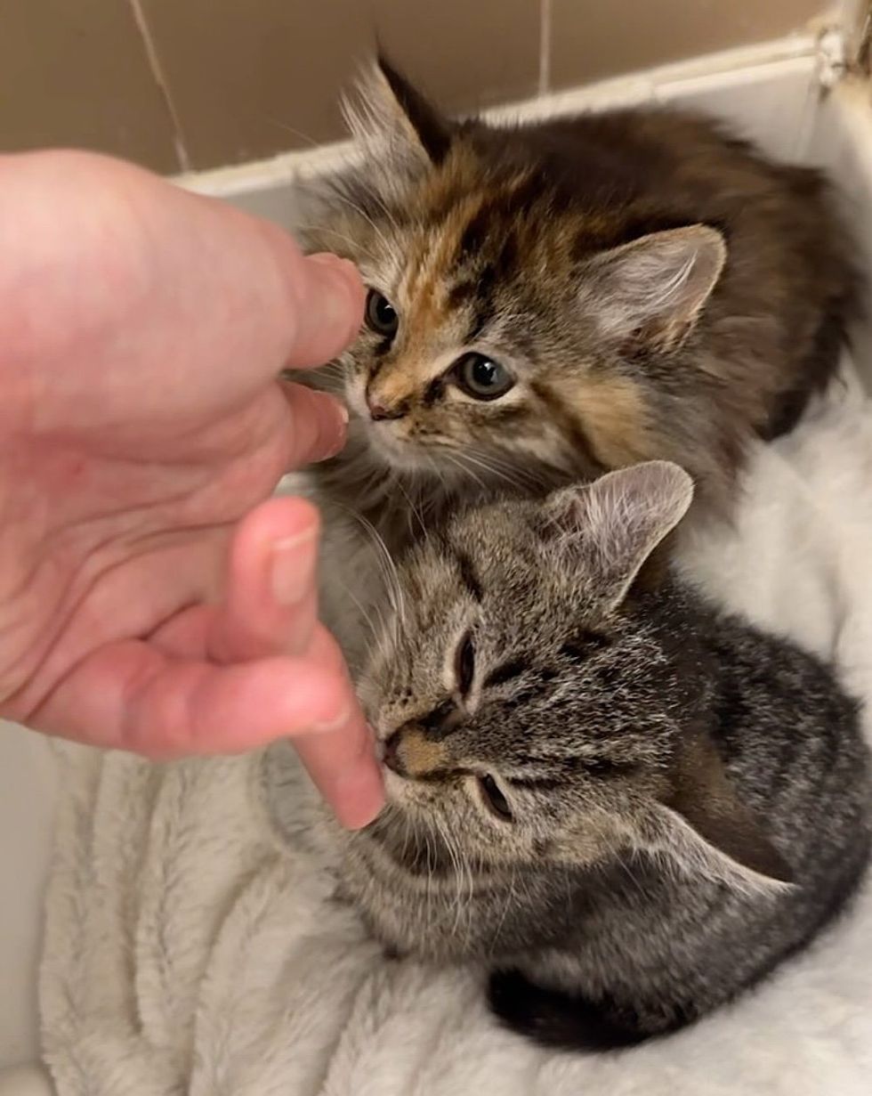 kittens try treats