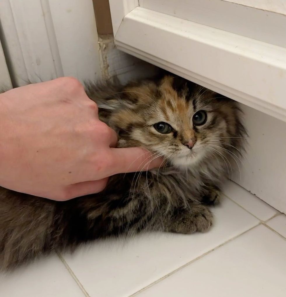 fluffy kitten petting
