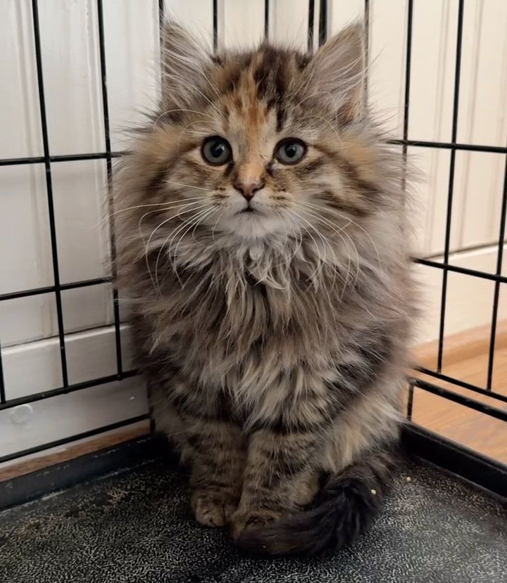 fluffy kitten floof