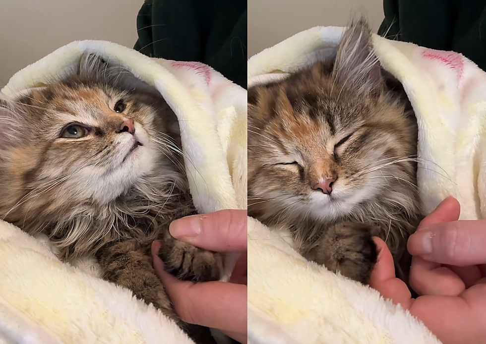 kitten purrito snuggles