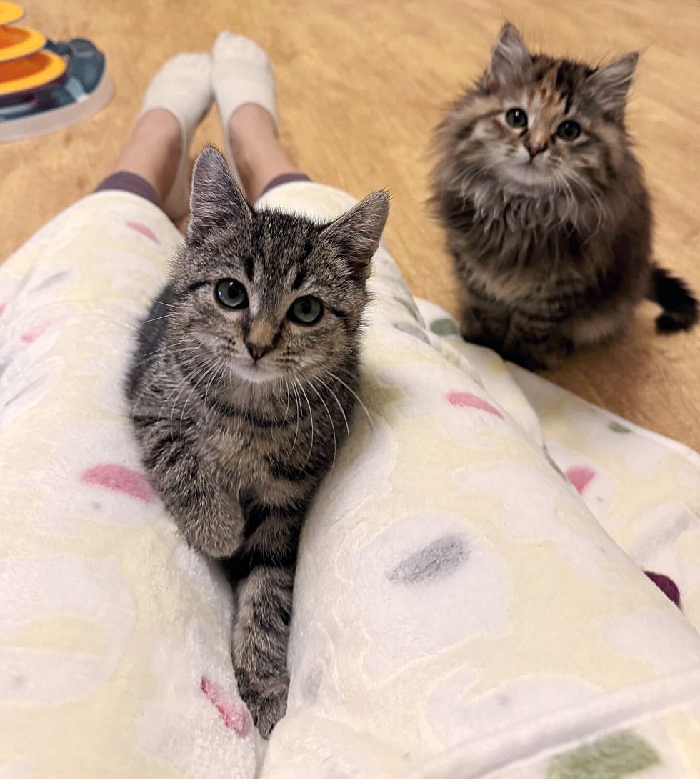 kittens lap cats