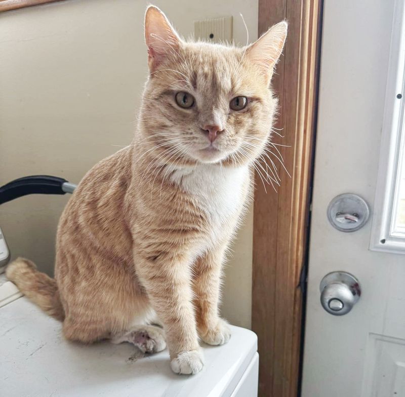 cute cream cat tabby