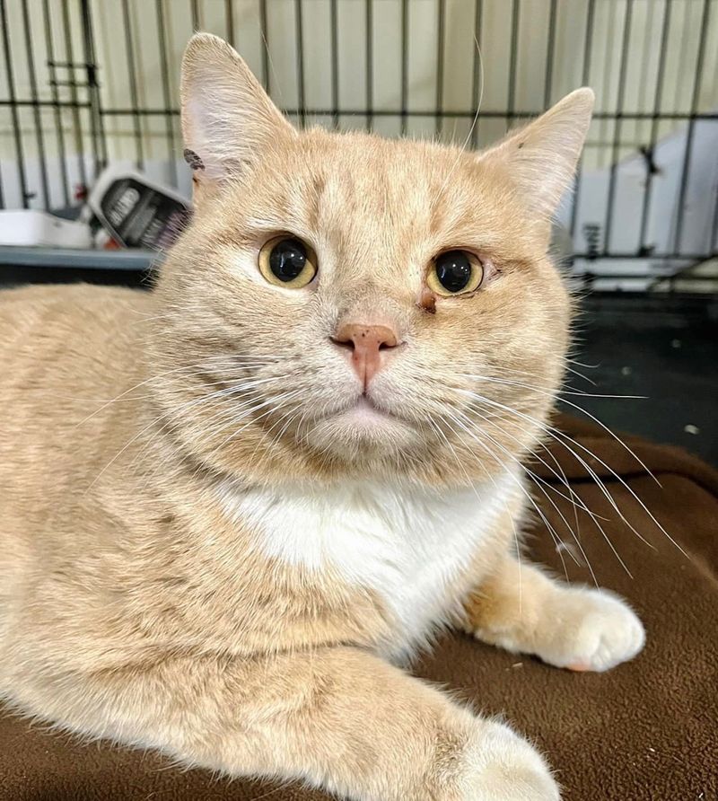 cute cream tabby cat