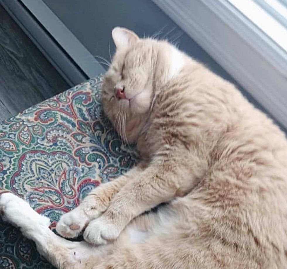 gato crema para dormir feliz