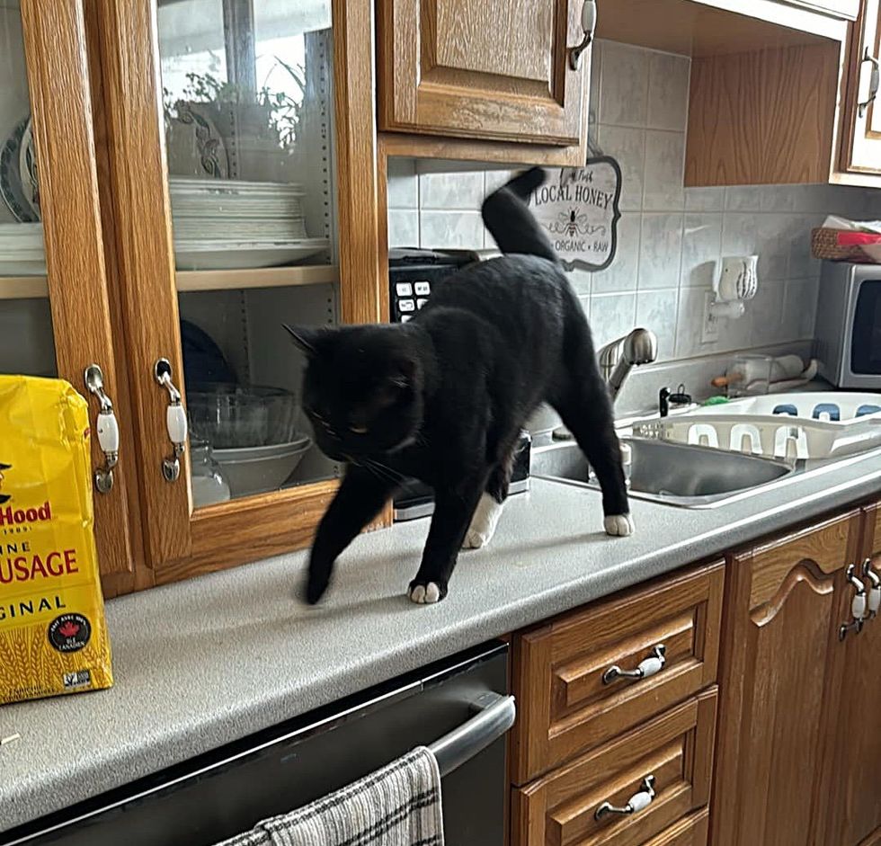 tuxedo cat kitchen counter