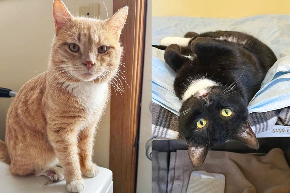 Family Plans to Adopt a Cat but Can't Leave His Cat Buddy Who Has Waited in Shelter for 240 Days