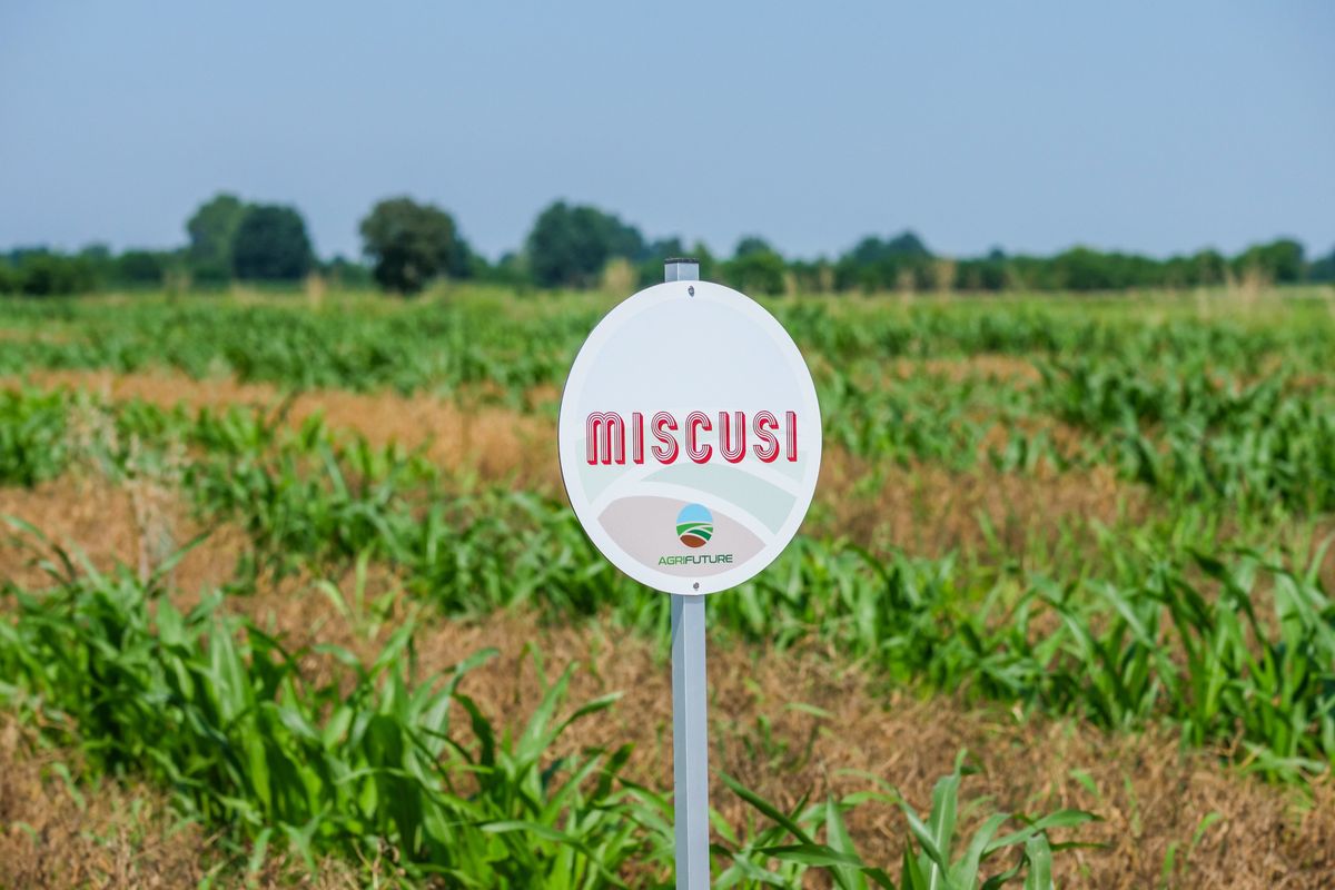 Miscusi lancia il fusillone di sorgo