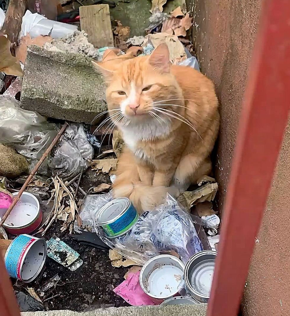 stray cat trash piles