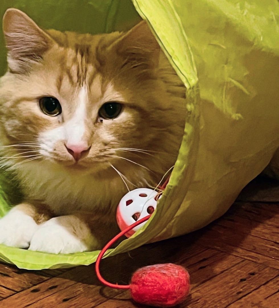 cat fluffy tunnel toys