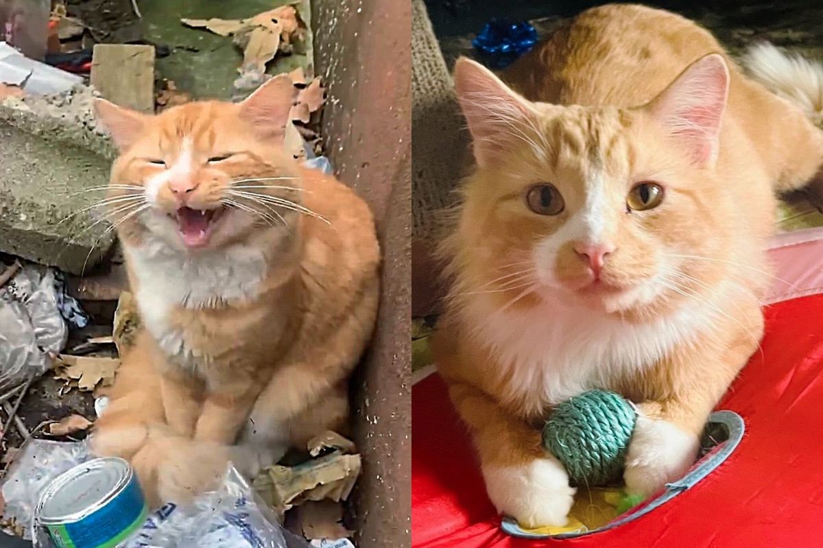 Cat Found Meowing from Trash-filled Lot Now Has a Dream Place He Always Wanted and Lives Like a King