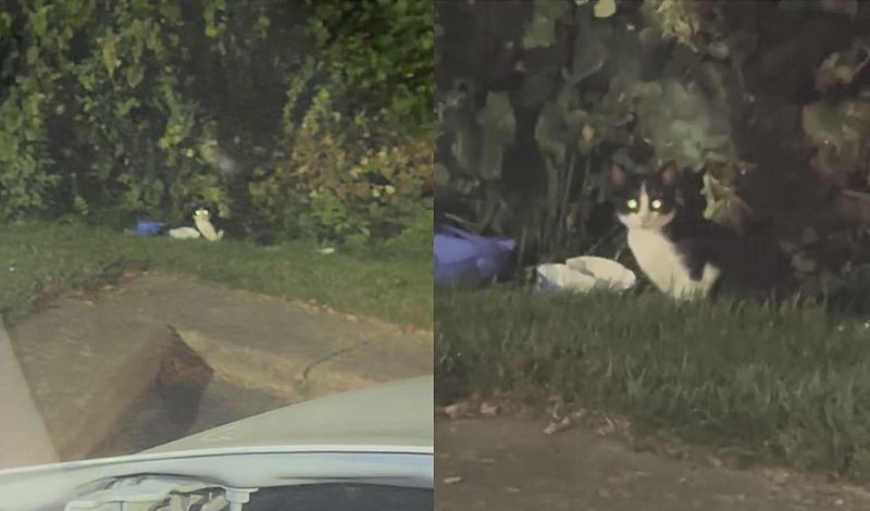 kitten street bushes