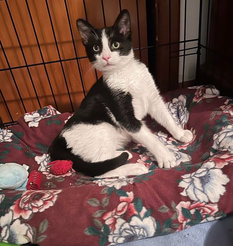 kitten kneading blanket