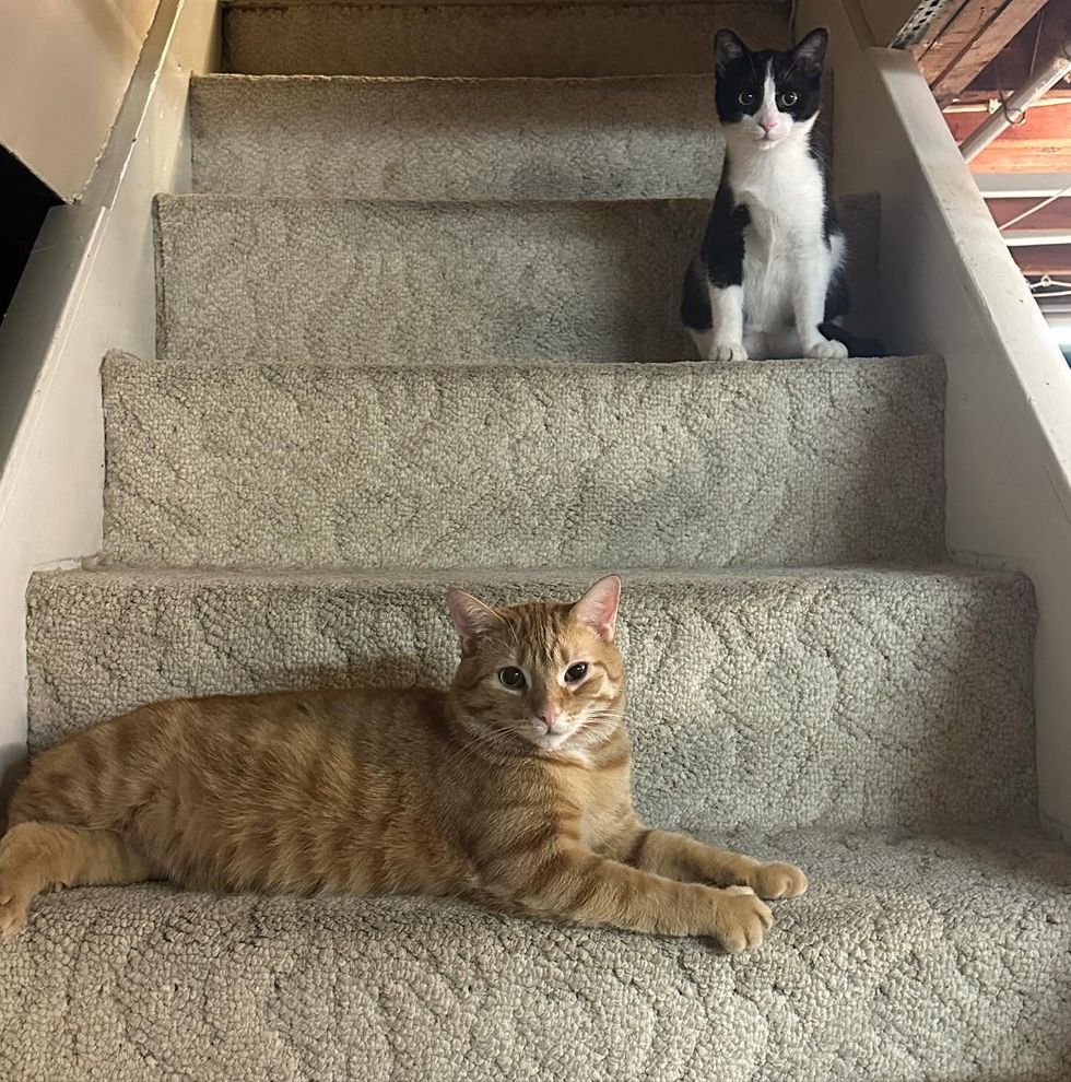cats stair friends