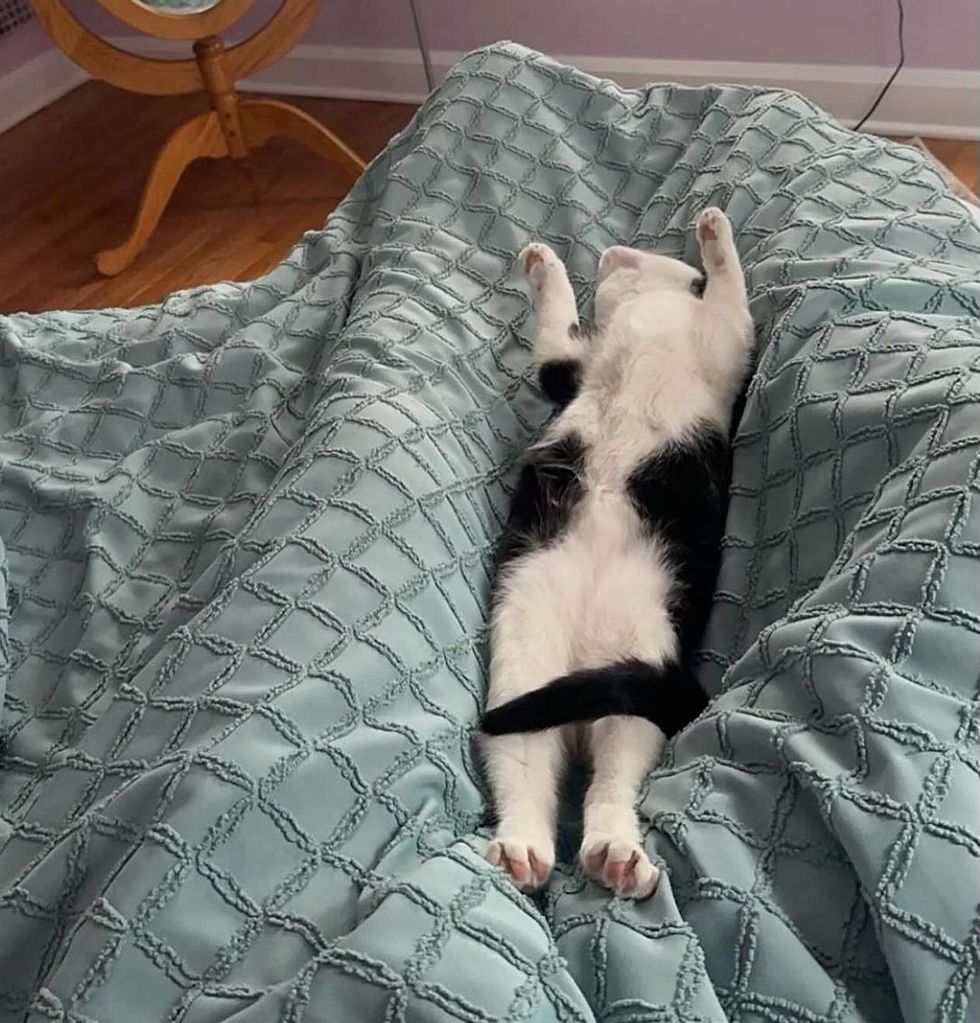 śpiący kotek rozłożony