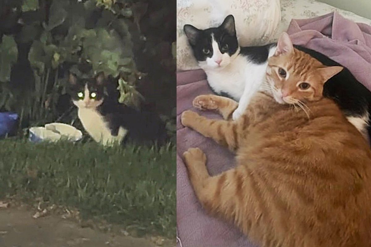Kitten Ran Around Streets for a Month Until Moving Indoors and Finding Cat He Couldn't Imagine Life without
