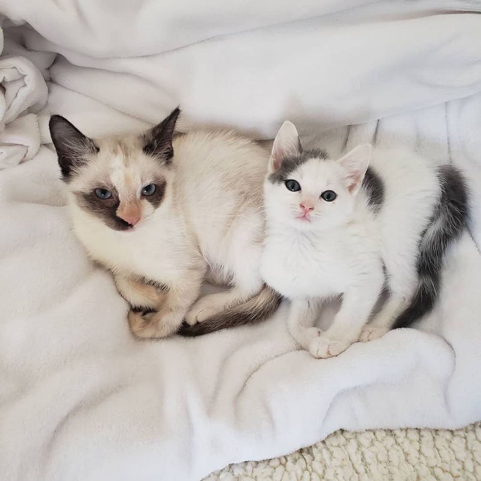 Cat Spent Three Years to Find the Perfect Home and a Kitten to Be His ...