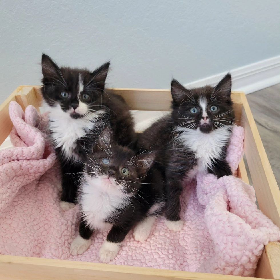 tuxedo kittens trio