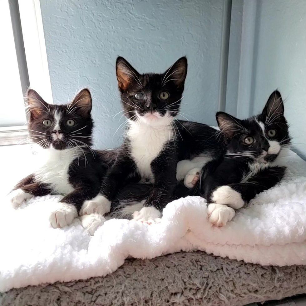 tuxedo kittens snuggles