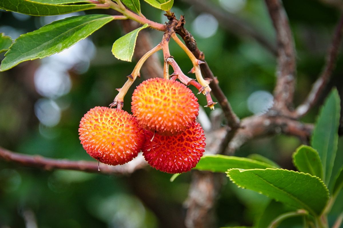 I colori dei corbezzoli nel Risorgimento raffiguravano l’Unità