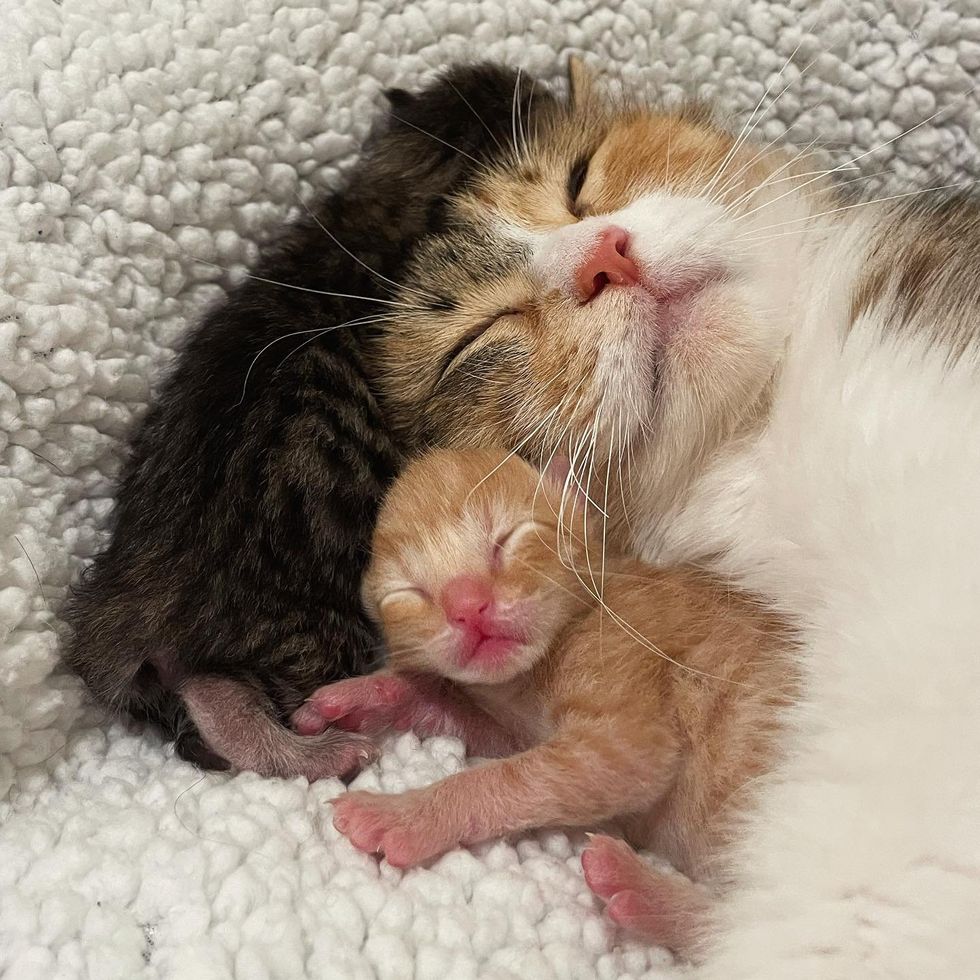cat snuggling newborn kittens